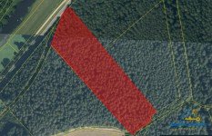 Hauptbild Nachhaltiger Sachwert: Großes Waldgrundstück in der Oberpfalz